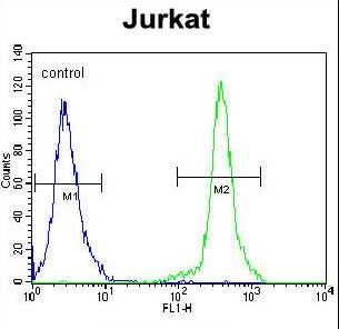 KLF14 / BTEB5 Antibody - KLF14 Antibody flow cytometry of Jurkat cells (right histogram) compared to a negative control cell (left histogram). FITC-conjugated goat-anti-rabbit secondary antibodies were used for the analysis.