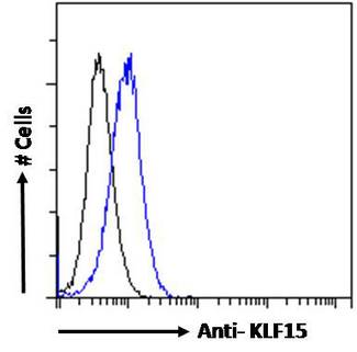 KLF15 Antibody - KLF15 Antibody Flow cytometric analysis of paraformaldehyde fixed HepG2 cells (blue line), permeabilized with 0.5% Triton. Primary incubation 1hr (10ug/ml) followed by Alexa Fluor 488 secondary antibody (1ug/ml). IgG control: Unimmunized goat IgG (black line) followed by Alexa Fluor 488 secondary antibody.
