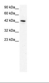 KLF15 Antibody - HepG2 Cell Lysate.  This image was taken for the unconjugated form of this product. Other forms have not been tested.