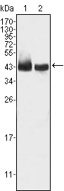 KLF15 Antibody - Western blot using KLF15 mouse monoclonal antibody against HepG2 (1) and SMMC-7721 (2) cell lysate.