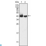 KLF15 Antibody - Western Blot (WB) analysis using KLF15 Monoclonal Antibody against HepG2 (1) and SMMC-7721 (2) cell lysate.