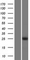KLF16 Protein - Western validation with an anti-DDK antibody * L: Control HEK293 lysate R: Over-expression lysate