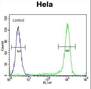 KLF17 Antibody - KLF17 Antibody flow cytometry of HeLa cells (right histogram) compared to a negative control cell (left histogram). FITC-conjugated goat-anti-rabbit secondary antibodies were used for the analysis.