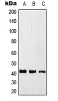 KLF17 Antibody - Western blot analysis of KLF17 expression in HEK293T (A); Raw264.7 (B); H9C2 (C) whole cell lysates.