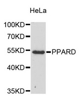 KLF17 Antibody - Western blot analysis of extracts of HeLa cells.