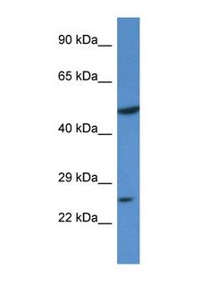KLF17 Antibody - KLF17 antibody Western blot of 293T Cell lysate. Antibody concentration 1 ug/ml. This image was taken for the unconjugated form of this product. Other forms have not been tested.