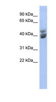 KLF2 Antibody - KLF2 antibody Western blot of NCI-H226 cell lysate. This image was taken for the unconjugated form of this product. Other forms have not been tested.