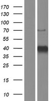 KLF3 Protein - Western validation with an anti-DDK antibody * L: Control HEK293 lysate R: Over-expression lysate