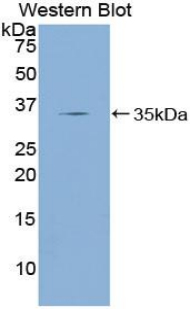 KLF4 Antibody - Western blot of recombinant KLF4.  This image was taken for the unconjugated form of this product. Other forms have not been tested.