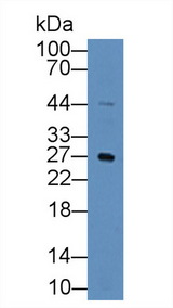 KLF4 Antibody - Western Blot; Sample: Mouse Testis lysate; Primary Ab: 2µg/mL Rabbit Anti-Human KLF4 Antibody Second Ab: 0.2µg/mL HRP-Linked Caprine Anti-Rabbit IgG Polyclonal Antibody