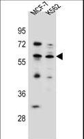 KLF4 Antibody - KLF4 Antibody western blot of MCF-7,K562 cell line lysates (35 ug/lane). The KLF4 antibody detected the KLF4 protein (arrow).