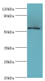 KLF4 Antibody - Western blot. All lanes: Krueppel-like factor 4 antibody at 5 ug/ml+293T whole cell lysate. Secondary antibody: Goat polyclonal to rabbit at 1:10000 dilution. Predicted band size: 55 kDa. Observed band size: 55 kDa Immunohistochemistry.