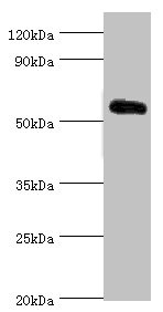 KLF4 Antibody - Western blot All lanes: Krueppel-like factor 4 antibody at 5µg/ml + 293T whole cell lysate Secondary Goat polyclonal to rabbit IgG at 1/10000 dilution Predicted band size: 55, 52, 46, 13, 7 kDa Observed band size: 55 kDa