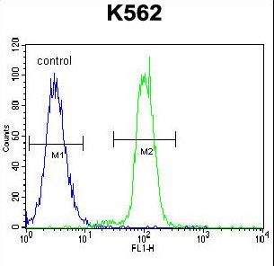 KLF4 Antibody - KLF4 Antibody flow cytometry of K562 cells (right histogram) compared to a negative control cell (left histogram). FITC-conjugated goat-anti-rabbit secondary antibodies were used for the analysis.
