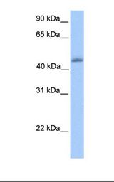 KLF4 Antibody - Fetal heart lysate. Antibody concentration: 1.0 ug/ml. Gel concentration: 12%.  This image was taken for the unconjugated form of this product. Other forms have not been tested.