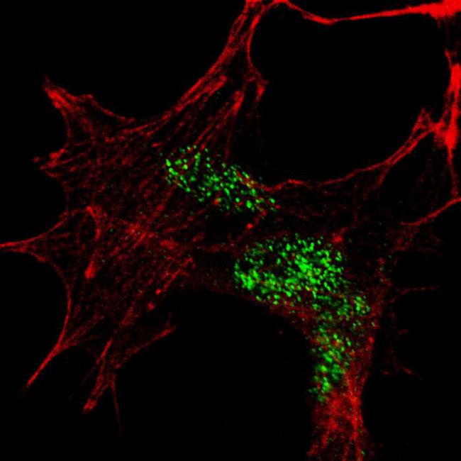 KLF4 Antibody - Fluorescent confocal image of SY5Y cells stained KLF4 (N-term C74) antibody. SY5Y cells were fixed with 4% PFA (20 min), permeabilized with Triton X-100 (0.2%, 30 min), then incubated KLF4 (N-term C74) primary antibody (1:100, 2 h at room temperature). For secondary antibody, Alexa Fluor 488 conjugated donkey anti-rabbit antibody (green) was used (1:1000, 1h). Cytoplasmic actin was counterstained with Alexa Fluor 555 (red) conjugated Phalloidin (5.25 mu M, 25 min). KLF4 immunoreactivity is localized to the nuclei in SY5Y cells.