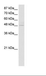 KLF4 Antibody - Transfected 293T Cell Lysate.  This image was taken for the unconjugated form of this product. Other forms have not been tested.