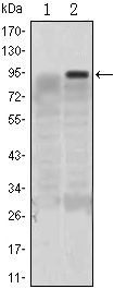 KLF4 Antibody - KLF4 Antibody in Western Blot (WB)