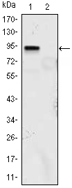 KLF4 Antibody - Western blot using KLF4 mouse monoclonal antibody against KLF4 (aa2-470)-hIgGFc transfected HEK293 (1) and HEK293 (2) cell lysate.