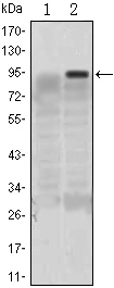 KLF4 Antibody - Western blot using KLF4 monoclonal antibody against HEK293 (1) and KLF4(AA: 2-180)-hIgGFc transfected HEK293 (2) cell lysate.