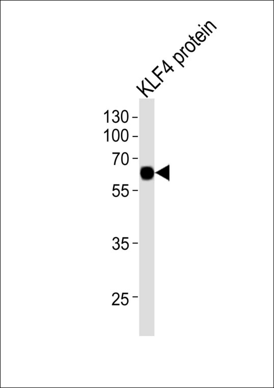 KLF4 Antibody - Western blot of lysates with KLF4 protein, using KLF4 Antibody. Antibody was diluted at 1:1000 at each lane. A goat anti-rabbit IgG H&L (HRP) at 1:10000 dilution was used as the secondary antibody. Lysate at 20ug.