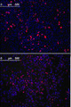 KLF4 Antibody - Immunofluorescence of KLF4 antibody (5 ug/ml). HeLa cells transfected with pMX constructs of human KLF4 (top) and NIH3T3 cells transfected with pMX constructs of mouse KLF4 (bottom) were analyzed at approximately 62 hours after transfection.