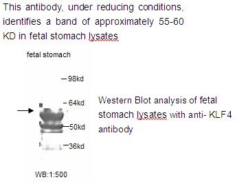 KLF4 Antibody