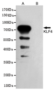 KLF4 Antibody - Western blot analysis of extracts from CHO-K1 cells, transfected with pcDNA3.1-Hygro(+)-mKLF4-Flag construct (A) or transfected with pDNA3.1-Hygro(+)-Flag vector (B), using KLF4 mouse monoclonal antibody (1:1000 dilution). Predicted band size: 55/65KDa. Observed band size:55/65KDa.