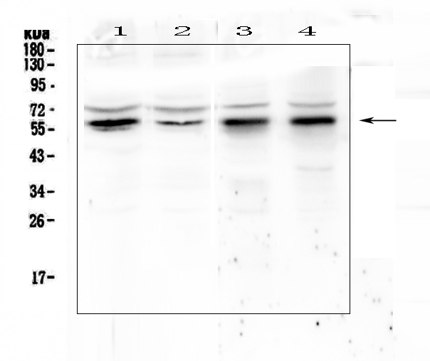 KLF4 Antibody - Western blot analysis of KLF4 using anti-KLF4 antibody. Electrophoresis was performed on a 5-20% SDS-PAGE gel at 70V (Stacking gel) / 90V (Resolving gel) for 2-3 hours. The sample well of each lane was loaded with 50ug of sample under reducing conditions. Lane 1: human Hela whole cell lysates,Lane 2: human COLO-320 whole cell lysates,Lane 3: rat stomach tissue lysates, Lane 4: rat testis tissue lysates. After Electrophoresis, proteins were transferred to a Nitrocellulose membrane at 150mA for 50-90 minutes. Blocked the membrane with 5% Non-fat Milk/ TBS for 1.5 hour at RT. The membrane was incubated with rabbit anti-KLF4 antigen affinity purified polyclonal antibody at 0.5 ?g/mL overnight at 4?C, then washed with TBS-0.1% Tween 3 times with 5 minutes each and probed with a goat anti-rabbit IgG-HRP secondary antibody at a dilution of 1:10000 for 1.5 hour at RT. The signal is developed using an Enhanced Chemiluminescent detection (ECL) kit with Tanon 5200 system. A specific band was detected for KLF4 at approximately 60KD. The expected band size for KLF4 is at 55KD.