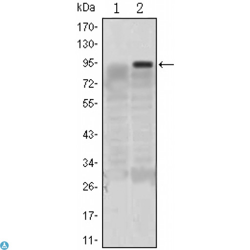 KLF4 Antibody - Western Blot (WB) analysis using GKLF Monoclonal Antibody against HEK293 (1) and KLF4-hIgGFc transfected HEK293 (2) cell lysate.