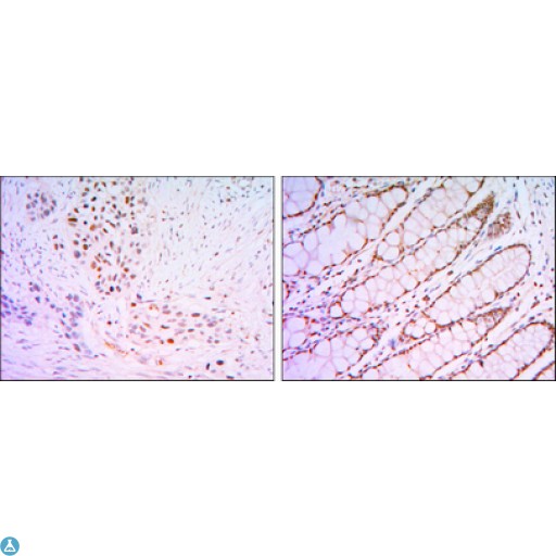 KLF4 Antibody - Western Blot (WB) analysis using GKLF Monoclonal Antibody against KLF4 (aa2-470)-hIgGFc transfected HEK293 (1) and HEK293 (2) cell lysate.