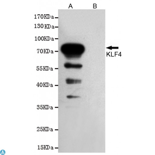 KLF4 Antibody - Western blot analysis of extracts from CHO-K1 cells, transfected with pcDNA3. 1-Hygro (+) -mKLF4-Flag construct (A) or transfected with pDNA3. 1-Hygro (+) -Flag vector (B) , using KLF4 mouse mAb (1:1000 diluted). Predicted band size: 55/65KDa. Observed band size: 55/65KDa.