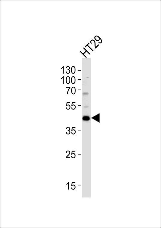 KLF4 Antibody - Western blot of lysate from HT29 cell line, using KLF4 Antibody. Antibody was diluted at 1:1000. A goat anti-rabbit (HRP) at 1:5000 dilution was used as the secondary antibody. Lysate at 35ug.
