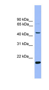 KLF4 Antibody - KLF4 antibody Western blot of Mouse Kidney lysate. This image was taken for the unconjugated form of this product. Other forms have not been tested.