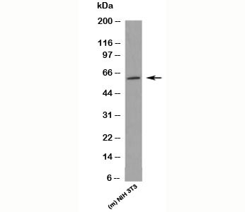 KLF4 Antibody - KLF4 antibody western blot of mouse samples