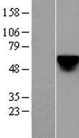 KLF4 Protein - Western validation with an anti-DDK antibody * L: Control HEK293 lysate R: Over-expression lysate