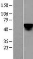 KLF4 Protein - Western validation with an anti-DDK antibody * L: Control HEK293 lysate R: Over-expression lysate