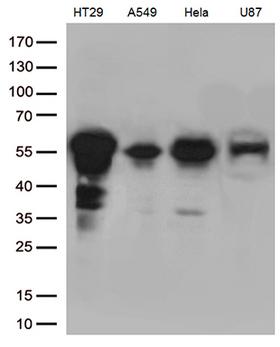 KLF5 / BTEB2 Antibody - Western blot analysis of extracts. (35ug) from 4 cell lines by using anti-KLF5 monoclonal antibody. (1:500)