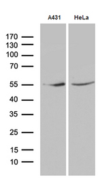 KLF5 / BTEB2 Antibody - Western blot analysis of extracts. (35ug) from 2 different cell lines by using anti-KLF5 monoclonal antibody. (1:2000)(1:500)