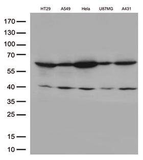 KLF5 / BTEB2 Antibody - Western blot analysis of extracts. (35ug) from 5 cell lines lysates by using anti-KLF5 monoclonal antibody. (1:500)