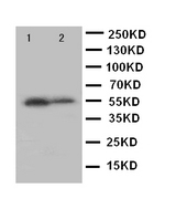 KLF5 / BTEB2 Antibody - WB of KLF5 / BTEB2 antibody. Lane 1: HELA Cell Lysate. Lane 2: MCF-7 Cell Lysate.
