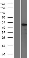 KLF5 / BTEB2 Protein - Western validation with an anti-DDK antibody * L: Control HEK293 lysate R: Over-expression lysate