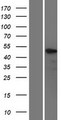 KLF5 / BTEB2 Protein - Western validation with an anti-DDK antibody * L: Control HEK293 lysate R: Over-expression lysate