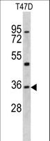 KLF6 Antibody - Western blot of KLF6 antibody in T47D cell line lysates (35 ug/lane). KLF6 (arrow) was detected using the purified antibody.