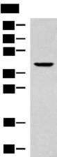 KLF6 Antibody - Western blot analysis of 293T cell lysate  using KLF6 Polyclonal Antibody at dilution of 1:800
