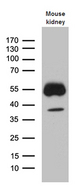 KLF7 Antibody - Western blot analysis of extracts. (35ug) from mouse kidney tissue lysate by using anti-KLF7 monoclonal antibody. (1:500)