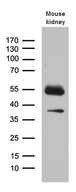 KLF7 Antibody - Western blot analysis of extracts. (35ug) from mouse kidney tissue lysate by using anti-KLF7 monoclonal antibody. (1:500)