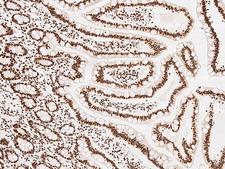 KLF7 Antibody - Immunochemical staining KLF7 in human duodenum with rabbit polyclonal antibody at 1:300 dilution, formalin-fixed paraffin embedded sections.