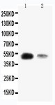 KLF8 Antibody - WB of KLF8 antibody. All lanes: Anti-KLF8 at 0.5ug/ml. Lane 1: SMMC Whole Cell Lysate at 40ug. Lane 2: 293T Whole Cell Lysate at 40ug. Predicted bind size: 39KD. Observed bind size: 50KD.