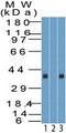 KLF8 Antibody - Western Blot: KLF8 Antibody - Analysis of KLF8 using KLF8 antibody. Human Kidney tissue lysate in the 1) absence and 2) presence of immunizing peptide and 3) HEK293 lysate probed with 2 ug/ml of KLF8 antibody. Goat anti-rabbit Ig HRP secondary antibody and PicoTect ECL substrate solution were used for this test.